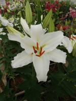 [4274 Asterian Mak No02.JPG]